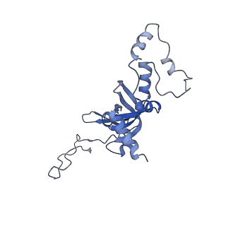 20258_6p5n_J_v1-3
Structure of a mammalian 80S ribosome in complex with a single translocated Israeli Acute Paralysis Virus IRES and eRF1