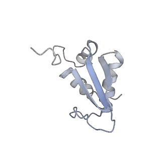 20258_6p5n_L_v1-3
Structure of a mammalian 80S ribosome in complex with a single translocated Israeli Acute Paralysis Virus IRES and eRF1
