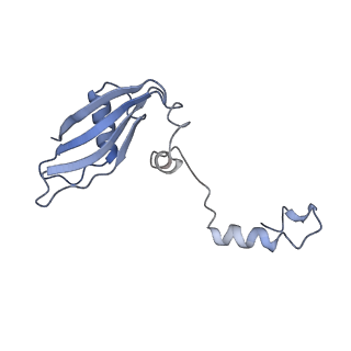 20258_6p5n_Z_v1-3
Structure of a mammalian 80S ribosome in complex with a single translocated Israeli Acute Paralysis Virus IRES and eRF1