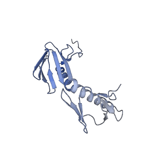 13243_7p7s_K_v1-1
PoxtA-EQ2 antibiotic resistance ABCF bound to E. faecalis 70S ribosome, state II