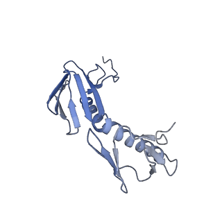 13244_7p7t_K_v1-1
PoxtA-EQ2 antibiotic resistance ABCF bound to E. faecalis 70S ribosome, state III