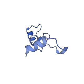 13244_7p7t_o_v1-1
PoxtA-EQ2 antibiotic resistance ABCF bound to E. faecalis 70S ribosome, state III