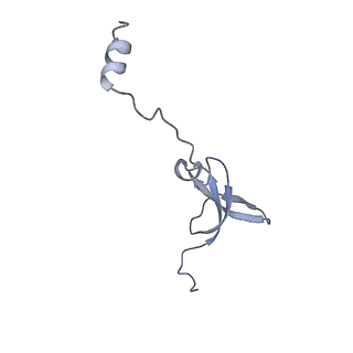 13245_7p7u_3_v1-1
E. faecalis 70S ribosome with P-tRNA, state IV
