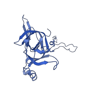 13245_7p7u_H_v1-1
E. faecalis 70S ribosome with P-tRNA, state IV