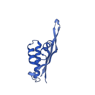 13245_7p7u_V_v1-1
E. faecalis 70S ribosome with P-tRNA, state IV