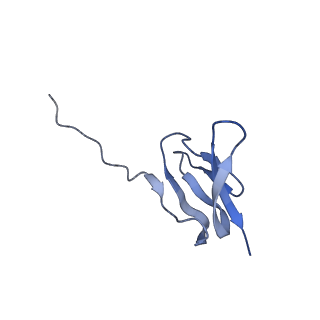 13245_7p7u_Y_v1-1
E. faecalis 70S ribosome with P-tRNA, state IV