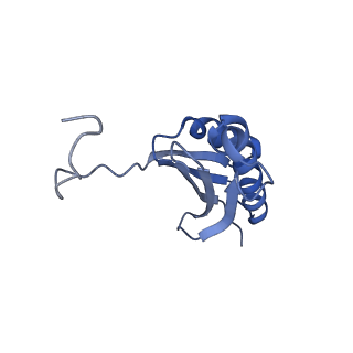 13245_7p7u_l_v1-1
E. faecalis 70S ribosome with P-tRNA, state IV