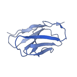 17543_8p8a_E_v1-1
Structure of 5D3-Fab and nanobody(Nb17)-bound ABCG2
