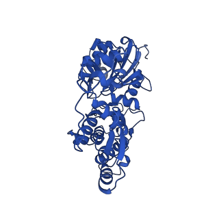 17558_8p94_B_v1-1
Cryo-EM structure of cortactin stabilized Arp2/3-complex nucleated actin branches