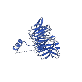 17558_8p94_C_v1-1
Cryo-EM structure of cortactin stabilized Arp2/3-complex nucleated actin branches