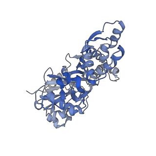 17558_8p94_H_v1-1
Cryo-EM structure of cortactin stabilized Arp2/3-complex nucleated actin branches