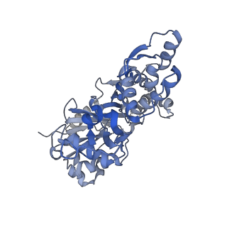 17558_8p94_H_v1-2
Cryo-EM structure of cortactin stabilized Arp2/3-complex nucleated actin branches