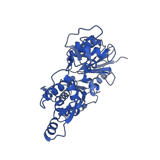 17558_8p94_K_v1-1
Cryo-EM structure of cortactin stabilized Arp2/3-complex nucleated actin branches