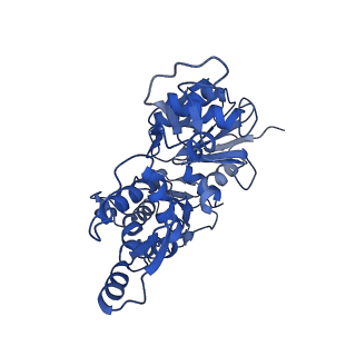 17558_8p94_K_v1-2
Cryo-EM structure of cortactin stabilized Arp2/3-complex nucleated actin branches