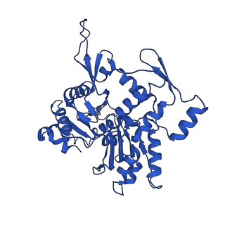 17558_8p94_N_v1-2
Cryo-EM structure of cortactin stabilized Arp2/3-complex nucleated actin branches