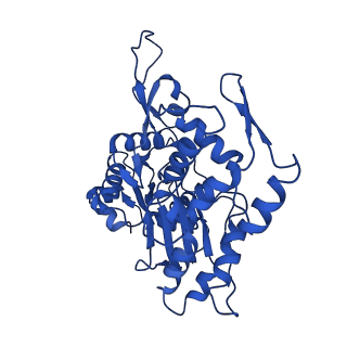 17558_8p94_P_v1-2
Cryo-EM structure of cortactin stabilized Arp2/3-complex nucleated actin branches