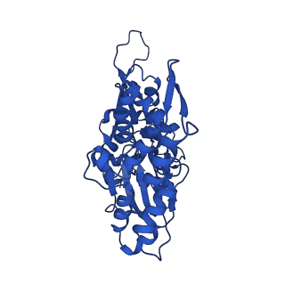 17558_8p94_R_v1-1
Cryo-EM structure of cortactin stabilized Arp2/3-complex nucleated actin branches