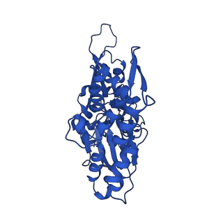 17558_8p94_R_v1-2
Cryo-EM structure of cortactin stabilized Arp2/3-complex nucleated actin branches