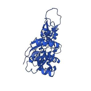 17558_8p94_S_v1-2
Cryo-EM structure of cortactin stabilized Arp2/3-complex nucleated actin branches