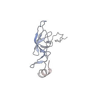 13276_7pal_K_v1-2
70S ribosome with A- and P-site tRNAs in Mycoplasma pneumoniae cells