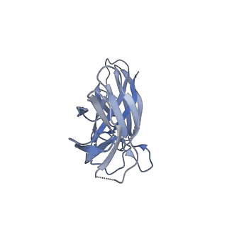 17580_8pb1_C_v1-0
Cryo-EM structure of a pre-dimerized murine IL-12 complete extracellular signaling complex (Class 1), obtained after local refinement.