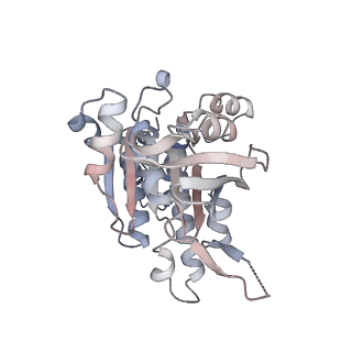 17584_8pbc_A_v1-0
RAD51 filament on ssDNA bound by the BRCA2 c-terminus
