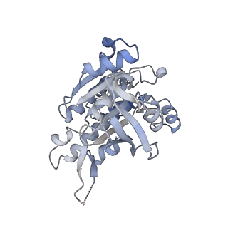 17584_8pbc_B_v1-0
RAD51 filament on ssDNA bound by the BRCA2 c-terminus
