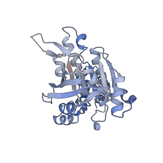 17584_8pbc_D_v1-0
RAD51 filament on ssDNA bound by the BRCA2 c-terminus