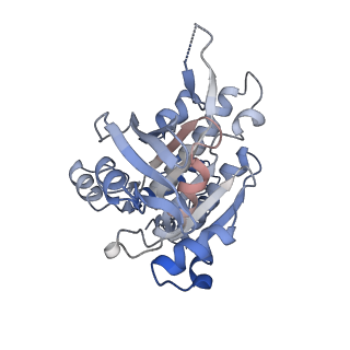 17584_8pbc_E_v1-0
RAD51 filament on ssDNA bound by the BRCA2 c-terminus