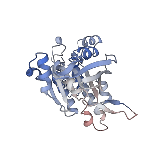 17584_8pbc_G_v1-0
RAD51 filament on ssDNA bound by the BRCA2 c-terminus
