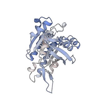 17584_8pbc_H_v1-0
RAD51 filament on ssDNA bound by the BRCA2 c-terminus