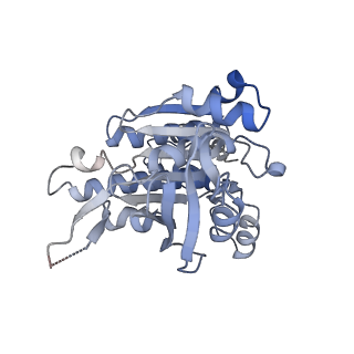17584_8pbc_I_v1-0
RAD51 filament on ssDNA bound by the BRCA2 c-terminus