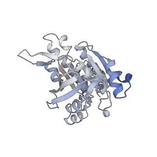 17584_8pbc_J_v1-0
RAD51 filament on ssDNA bound by the BRCA2 c-terminus