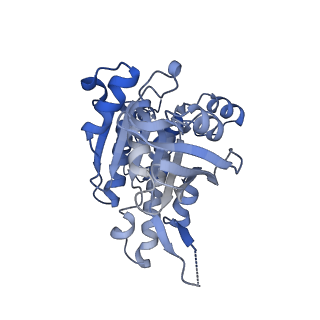 17585_8pbd_F_v1-0
RAD51 filament on dsDNA bound by the BRCA2 c-terminus