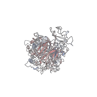 17588_8pby_B_v1-1
Single particle cryo-EM of the P140-P110 heterodimer with an alternative conformation in the P140 stalk of Mycoplasma genitalium at a resolution of 3.7 Angstrom.
