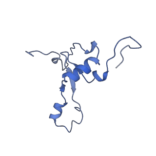 13329_7pd3_3_v1-0
Structure of the human mitoribosomal large subunit in complex with NSUN4.MTERF4.GTPBP7 and MALSU1.L0R8F8.mt-ACP