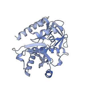 13329_7pd3_7_v1-0
Structure of the human mitoribosomal large subunit in complex with NSUN4.MTERF4.GTPBP7 and MALSU1.L0R8F8.mt-ACP