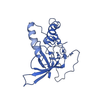 13329_7pd3_Q_v1-0
Structure of the human mitoribosomal large subunit in complex with NSUN4.MTERF4.GTPBP7 and MALSU1.L0R8F8.mt-ACP