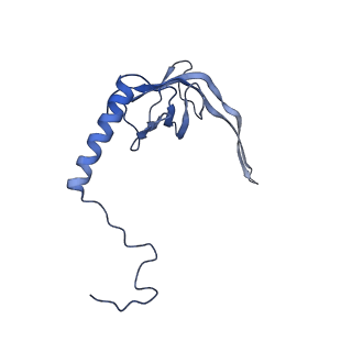 13329_7pd3_S_v1-0
Structure of the human mitoribosomal large subunit in complex with NSUN4.MTERF4.GTPBP7 and MALSU1.L0R8F8.mt-ACP