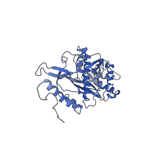 13329_7pd3_s_v1-0
Structure of the human mitoribosomal large subunit in complex with NSUN4.MTERF4.GTPBP7 and MALSU1.L0R8F8.mt-ACP