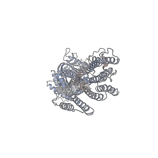 13330_7pd4_A_v1-2
structure of Adenylyl cyclase 9 in complex with MANT-GTP