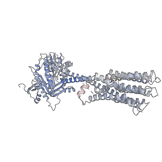 13335_7pde_A_v1-2
Structure of Adenylyl cyclase 9 in complex with Gs protein alpha subunit and MANT-GTP