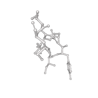 17619_8pdr_M_v1-1
Rigid body fit of assembled HMPV N-RNA spiral bound to the C-terminal region of P