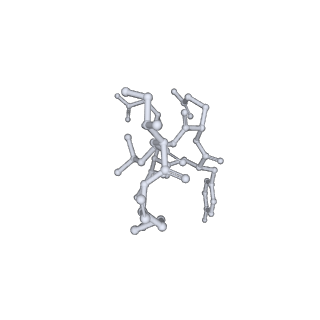 17619_8pdr_N_v1-0
Rigid body fit of assembled HMPV N-RNA spiral bound to the C-terminal region of P