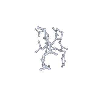 17619_8pdr_N_v1-1
Rigid body fit of assembled HMPV N-RNA spiral bound to the C-terminal region of P