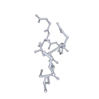 17619_8pdr_O_v1-1
Rigid body fit of assembled HMPV N-RNA spiral bound to the C-terminal region of P