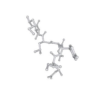 17619_8pdr_U_v1-1
Rigid body fit of assembled HMPV N-RNA spiral bound to the C-terminal region of P