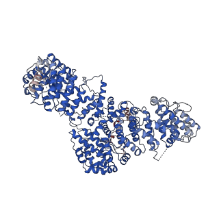 13348_7pe8_E_v1-1
cryo-EM structure of DEPTOR bound to human mTOR complex 2, focussed on one protomer