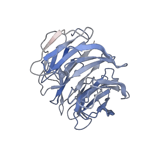 13351_7peb_C_v1-1
cryo-EM structure of DEPTOR bound to human mTOR complex 1, focussed on one protomer