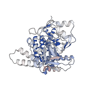 17629_8pe8_B_v1-0
Symmetry expanded D7 local refined map of mitochondrial heat-shock protein 60-like protein from Chaetomium thermophilum